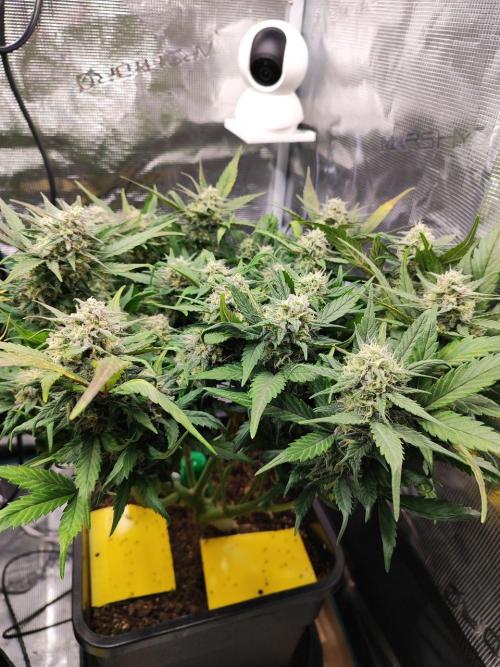 Blue Dream Auto+Frozen Black Cherry Auto. Week 11 - Blue Dream Auto
Day 75