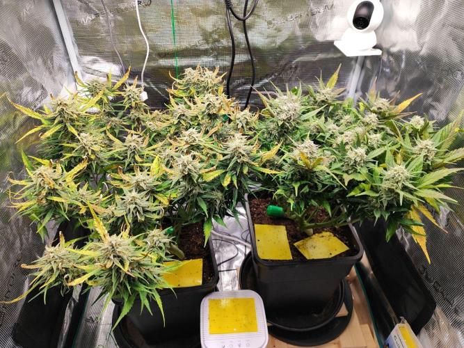 Blue Dream Auto+Frozen Black Cherry Auto. Week 12 - l: Frozen Black Cherry Auto
r: Blue Dream Auto
Day 80