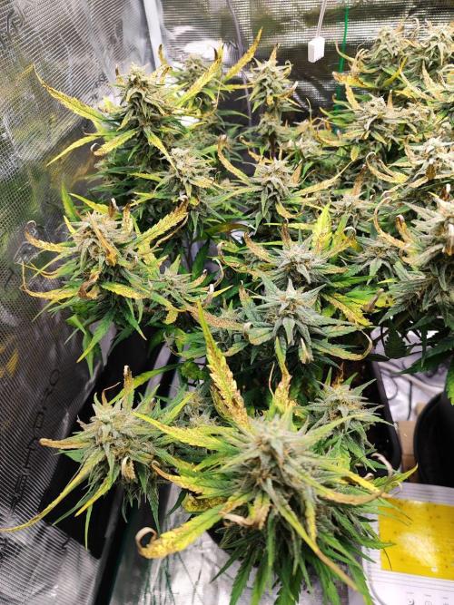 Blue Dream Auto+Frozen Black Cherry Auto. Week 12 - Frozen Black Cherry Auto
Day 80