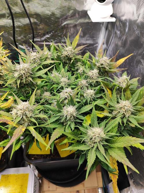 Blue Dream Auto+Frozen Black Cherry Auto. Week 12 - Blue Dream Auto
Day 80