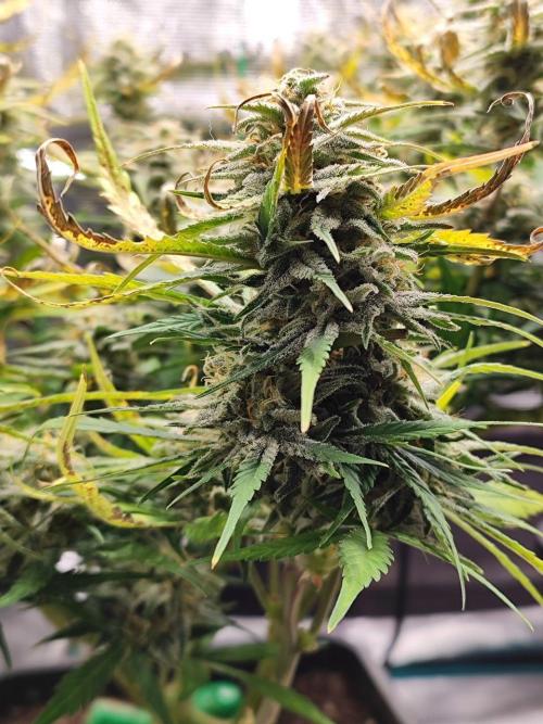 Blue Dream Auto+Frozen Black Cherry Auto. Week 12 - Frozen Black Cherry Auto
Day 80