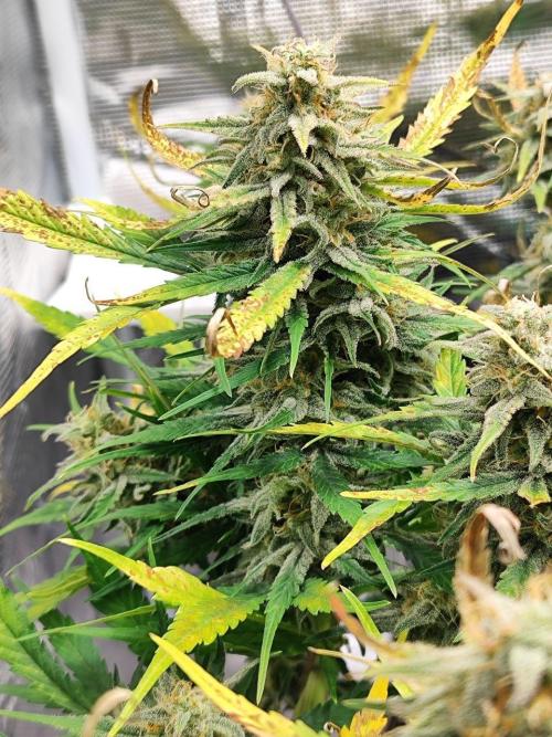 Blue Dream Auto+Frozen Black Cherry Auto. Week 12 - Frozen Black Cherry Auto
Day 80