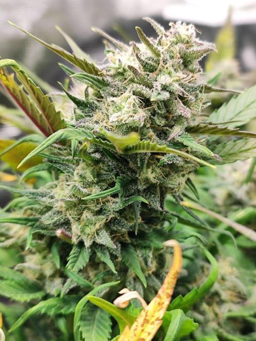 Blue Dream Auto+Frozen Black Cherry Auto. Week 12 - Blue Dream Auto
Day 80