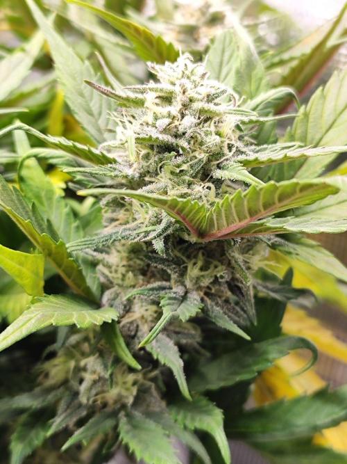 Blue Dream Auto+Frozen Black Cherry Auto. Week 12 - Blue Dream Auto
Day 80