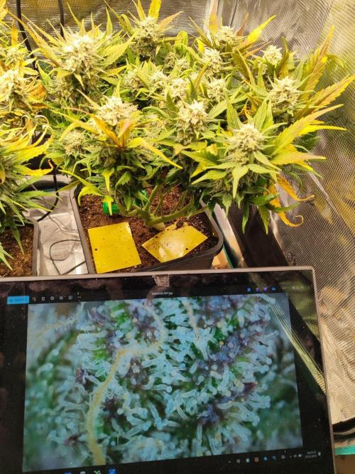 Blue Dream Auto+Frozen Black Cherry Auto. Week 12 - Blue Dream Auto Day 82 - Harvest