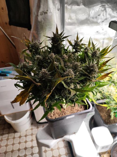 Blue Dream Auto+Frozen Black Cherry Auto. Week 12 - Blue Dream Auto Day 82 - Harvest