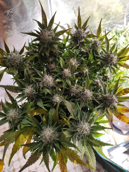 Blue Dream Auto+Frozen Black Cherry Auto. Week 12 - Blue Dream Auto Day 82 - Harvest