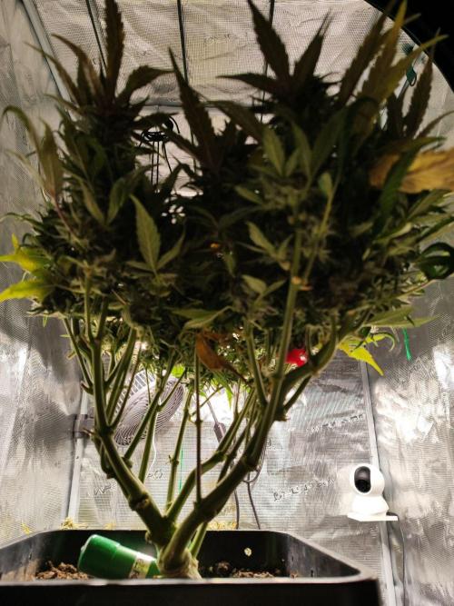 Blue Dream Auto+Frozen Black Cherry Auto. Week 12 - Blue Dream Auto Day 82 - Harvest