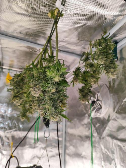 Blue Dream Auto+Frozen Black Cherry Auto. Week 12 - Blue Dream Auto Day 82 - Harvest