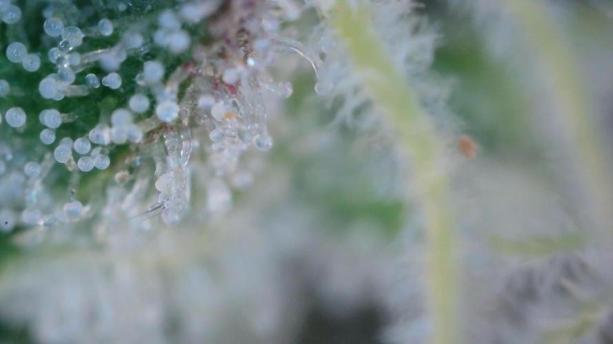 Blue Dream Auto+Frozen Black Cherry Auto. Week 12 - Blue Dream Auto Day 82 - Harvest