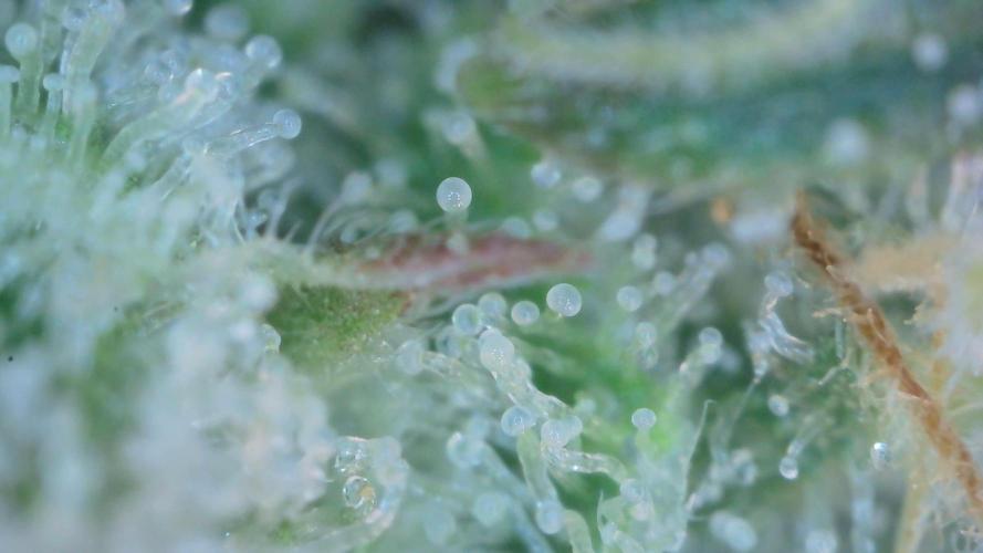 Blue Dream Auto+Frozen Black Cherry Auto. Week 12 - Blue Dream Auto Day 82 - Harvest