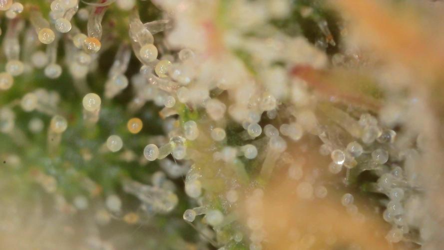 Blue Dream Auto+Frozen Black Cherry Auto. Week 12 - Frozen Black Cherry Auto, Day 82 - Harvest