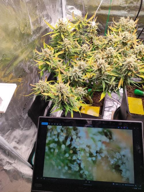 Blue Dream Auto+Frozen Black Cherry Auto. Week 12 - Frozen Black Cherry Auto, Day 82 - Harvest