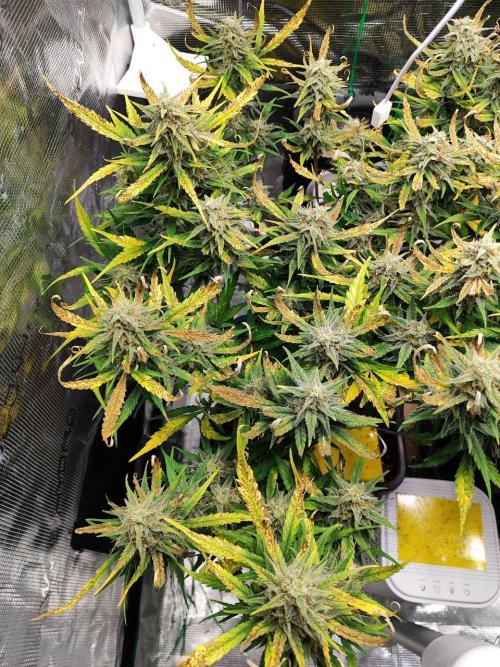 Blue Dream Auto+Frozen Black Cherry Auto. Week 12 - Frozen Black Cherry Auto, Day 82 - Harvest