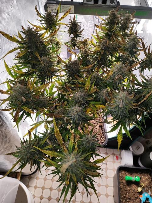 Blue Dream Auto+Frozen Black Cherry Auto. Week 12 - Frozen Black Cherry Auto, Day 82 - Harvest