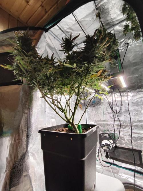 Blue Dream Auto+Frozen Black Cherry Auto. Week 12 - Frozen Black Cherry Auto, Day 82 - Harvest