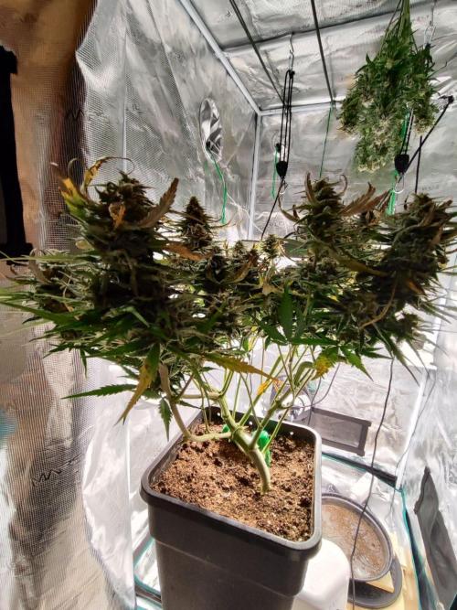 Blue Dream Auto+Frozen Black Cherry Auto. Week 12 - Frozen Black Cherry Auto, Day 82 - Harvest