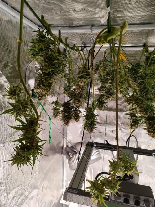 Blue Dream Auto+Frozen Black Cherry Auto. Week 12 - Frozen Black Cherry Auto, Day 82 - Harvest