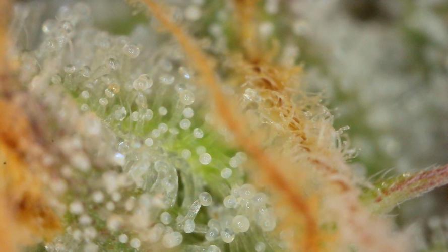 Blue Dream Auto+Frozen Black Cherry Auto. Week 12 - Frozen Black Cherry Auto, Day 82 - Harvest