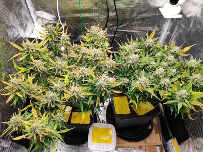 Blue Dream Auto+Frozen Black Cherry Auto. Week 12 - l: Frozen Black Cherry Auto
r: Blue Dream Auto
Day 8