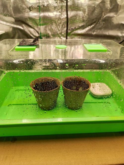 Malawi x Panama by Ace Seeds. Week 0 - Malawi x Panama
Day1