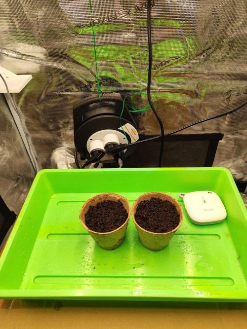 Malawi x Panama by Ace Seeds. Week 0 - Malawi x Panama
Day1