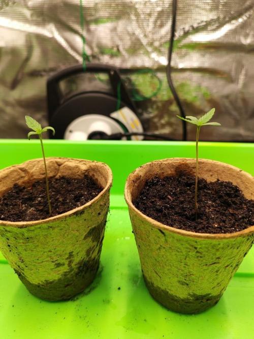 Malawi x Panama by Ace Seeds. Week 0 - Malawi x Panama
d7