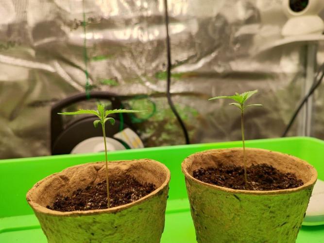 Malawi x Panama by Ace Seeds. Week 1 - Malawi x Panama
d10