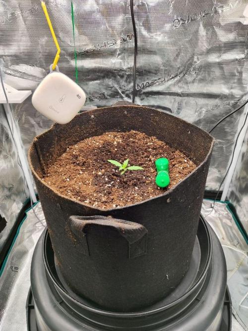 Malawi x Panama by Ace Seeds. Week 1 - Malawi x Panama (indoor)
d11