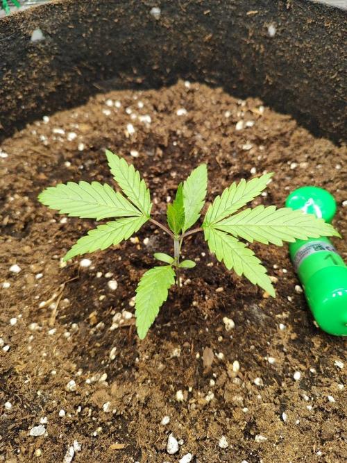 Malawi x Panama by Ace Seeds. Week 2 - Malawi x Panama (indoor)
d15
