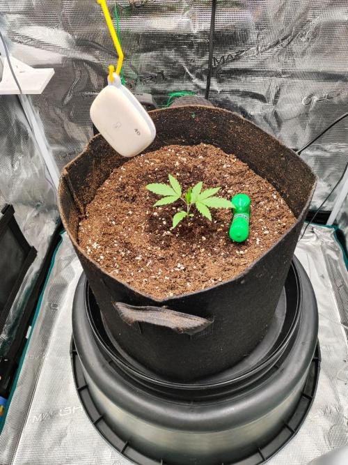 Malawi x Panama by Ace Seeds. Week 2 - Malawi x Panama (indoor)
d15