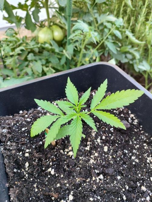 Malawi x Panama by Ace Seeds. Week 3 - Malawi x Panama (outdoor)
d18