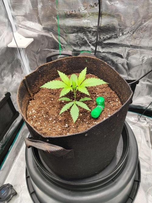 Malawi x Panama by Ace Seeds. Week 3 - Malawi x Panama (indoor)
d18