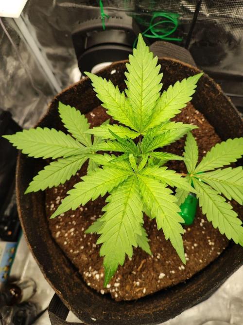 Malawi x Panama by Ace Seeds. Week 3 - Malawi x Panama (indoor)
d21