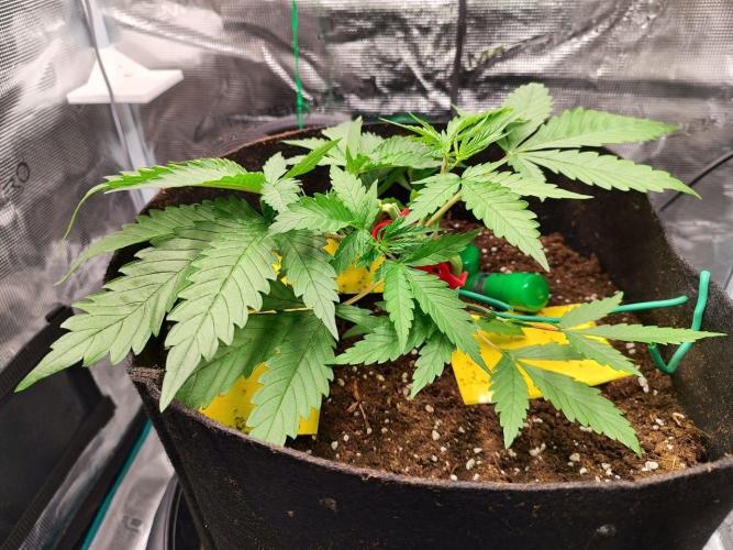 Malawi x Panama by Ace Seeds. Week 4 - Malawi x Panama (indoor)
d25