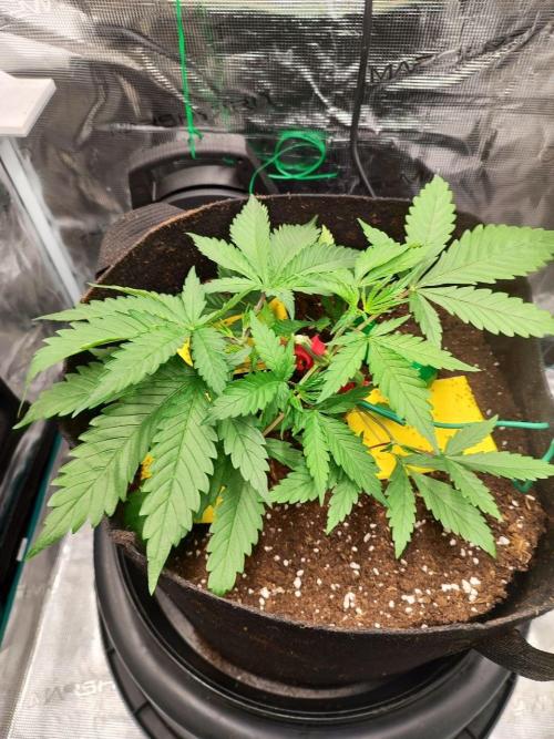 Malawi x Panama by Ace Seeds. Week 4 - Malawi x Panama (indoor)
d25