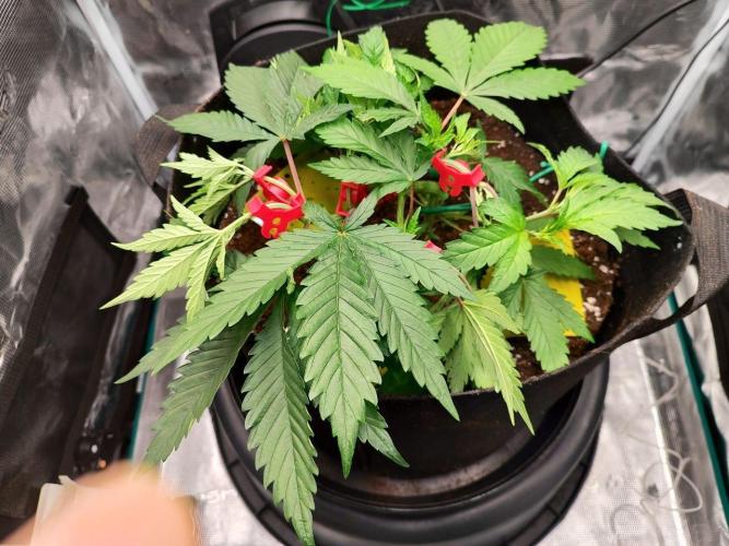 Malawi x Panama by Ace Seeds. Week 4 - Malawi x Panama (indoor)
d28