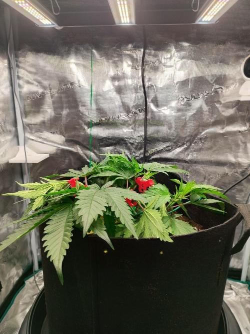 Malawi x Panama. Week 4