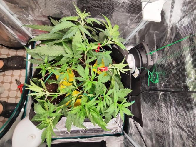 Malawi x Panama by Ace Seeds. Week 5 - Malawi x Panama (indoor)
d32