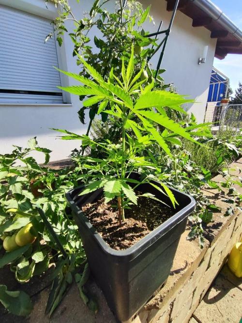 Malawi x Panama by Ace Seeds. Week 5 - Malawi x Panama (outdoor)
d32