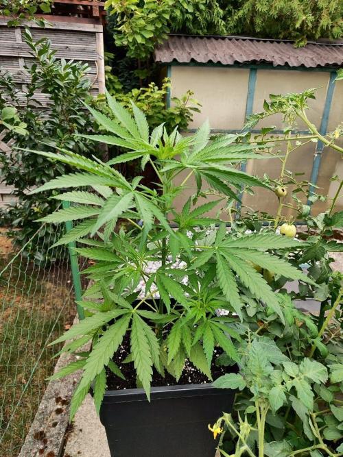 Malawi x Panama by Ace Seeds. Week 6 - Malawi x Panama (outdoor)
d35