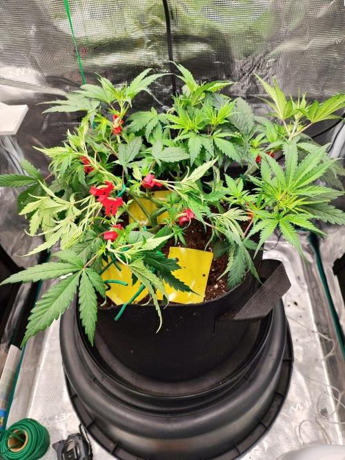 Malawi x Panama by Ace Seeds. Week 6 - Malawi x Panama (indoor)
d35