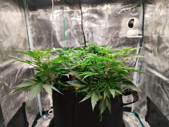 Malawi x Panama by Ace Seeds. Week 6 - Malawi x Panama (indoor)
d39