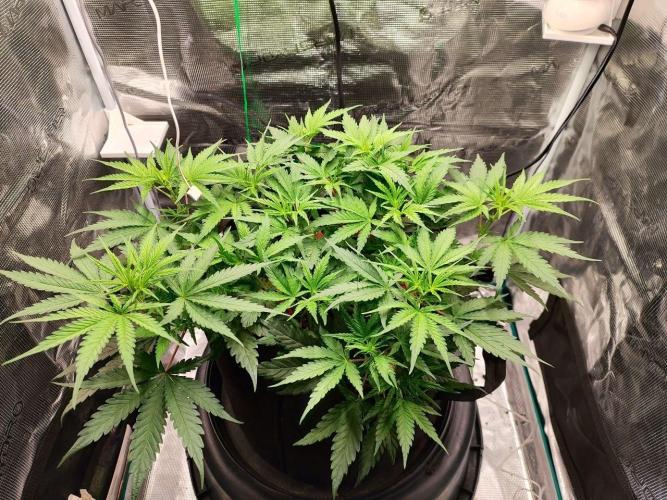 Malawi x Panama by Ace Seeds. Week 6 - Malawi x Panama (indoor)
d39