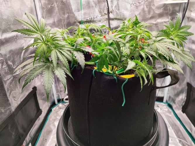 Malawi x Panama by Ace Seeds. Week 6 - Malawi x Panama (indoor)
d37