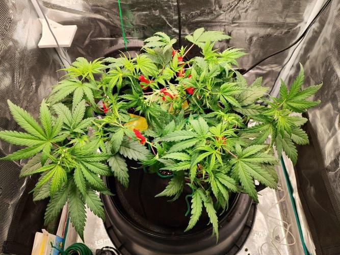 Malawi x Panama by Ace Seeds. Week 6 - Malawi x Panama (indoor)
d37