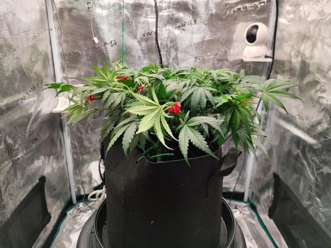 Malawi x Panama by Ace Seeds. Week 6 - Malawi x Panama (indoor)
d42