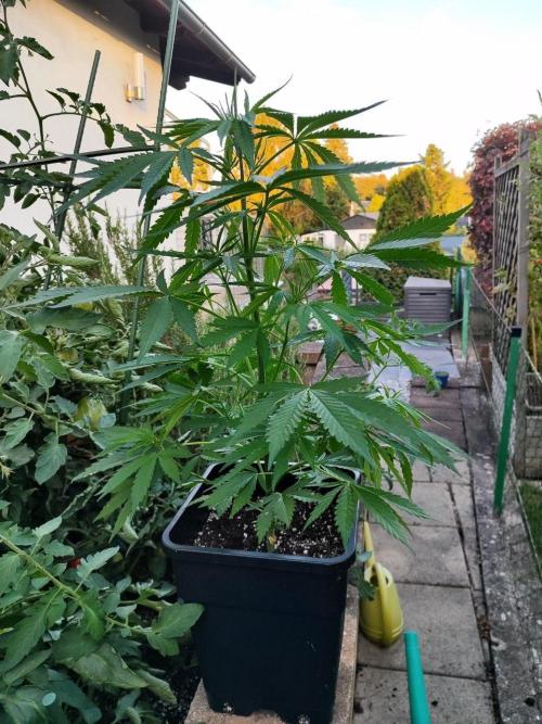 Malawi x Panama by Ace Seeds. Week 6 - Malawi x Panama (outdoor)
d42