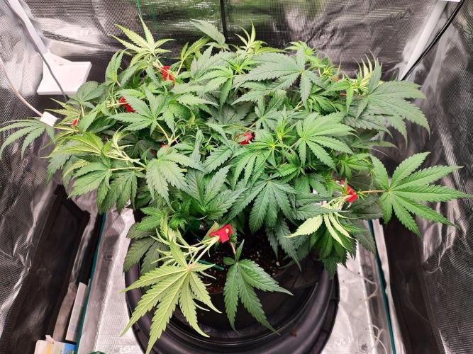 Malawi x Panama by Ace Seeds. Week 6 - Malawi x Panama (indoor)
d42