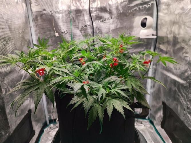 Malawi x Panama by Ace Seeds. Week 7 - Malawi x Panama (indoor)
d43